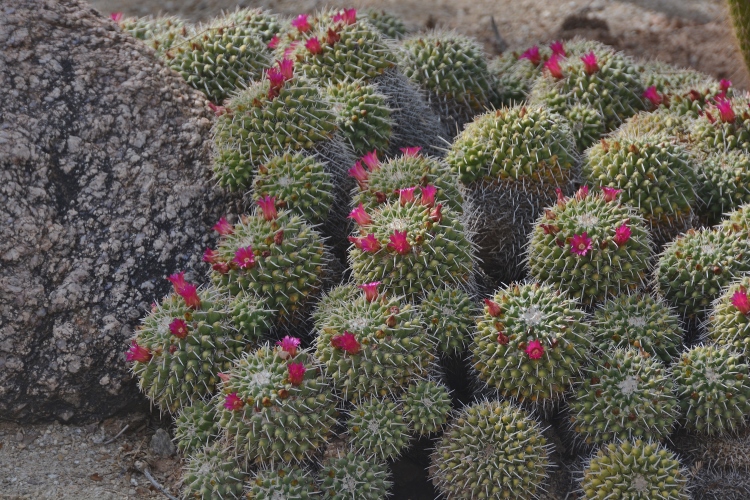 cacti in bloom